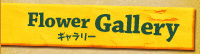 Flower Gallery �ԉ� �F�{�s��] �ԑ� �u�[�P